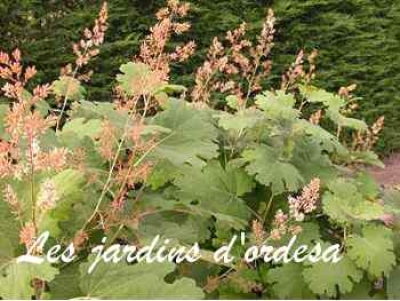 Macleaya microcarpa